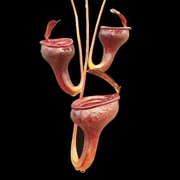 Nepenthes jamban | | Carnivorous Plant Nursery
