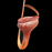 Nepenthes jamban | | Carnivorous Plant Nursery