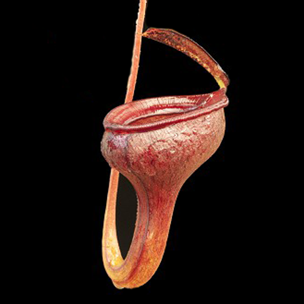 Nepenthes jamban | | Carnivorous Plant Nursery