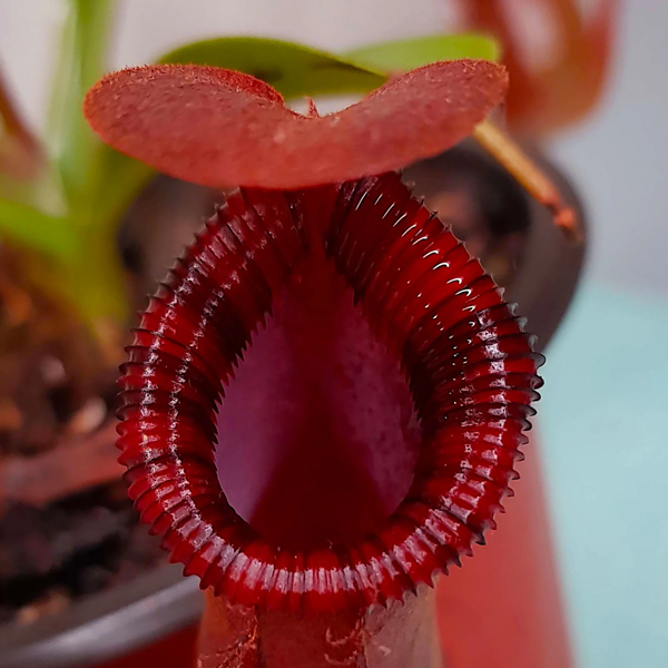 Nepenthes lowii x ventricosa red