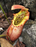Nepenthes northiana | | Carnivorous Plant Nursery