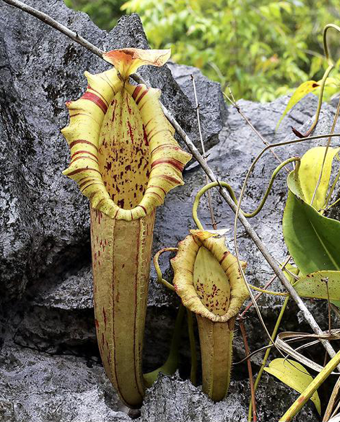 Nepenthes northiana | | Carnivorous Plant Nursery