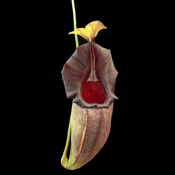 Aldrovanda vesiculosa