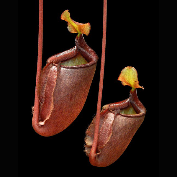 Nepenthes palawanensis
