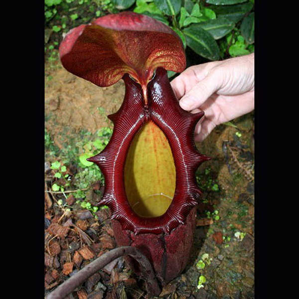 Nepenthes rajah