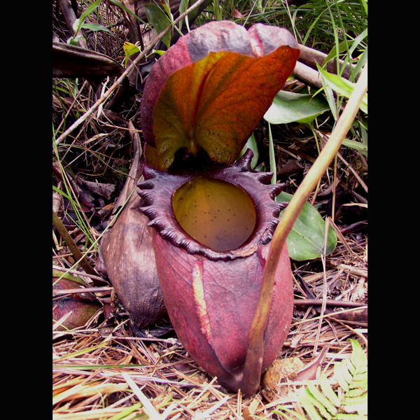 Nepenthes rajah from Wikicommons