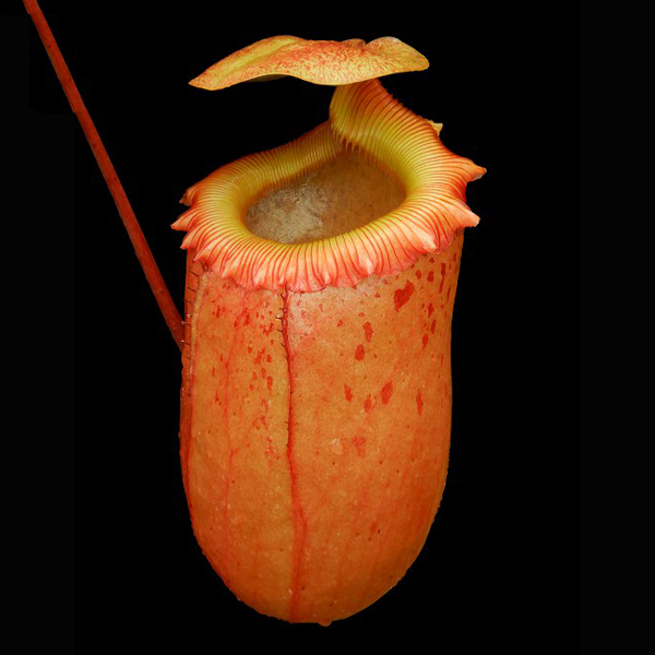 Nepenthes sibuyanensis