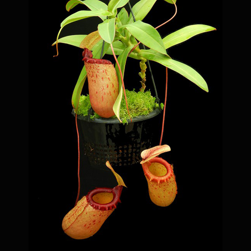 Nepenthes sibuyanensis