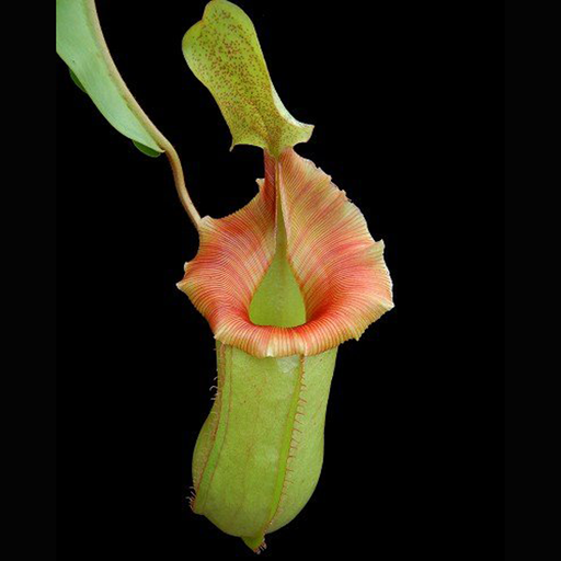 Nepenthes veitchii x ventricosa