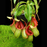 Nepenthes veitchii x ventricosa