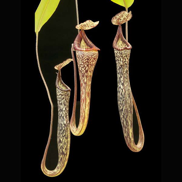 Nepenthes vogelii