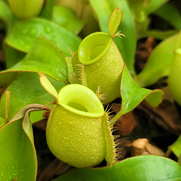 Nepenthes