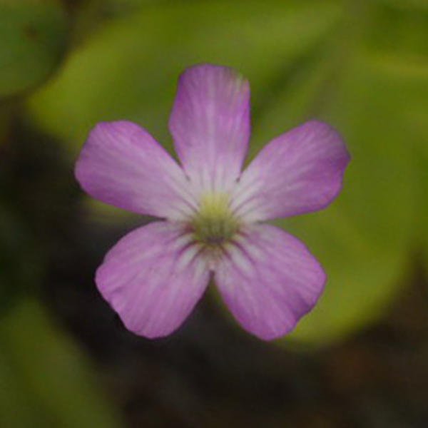 Pinguicula agnata x potosiensis flower