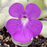 Cyclosecta Butterwort | | Carnivorous Plant Nursery