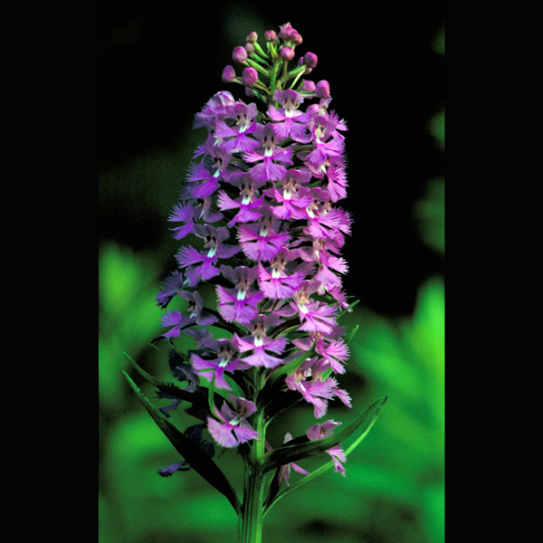 Platanthera psycodes from Wikicommons