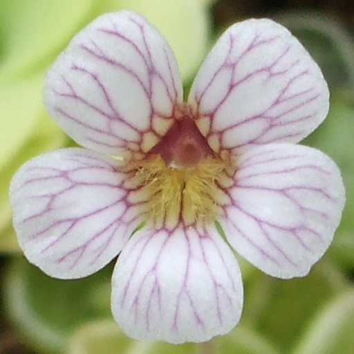 Pinguicula kondoi flower from Wikicommons