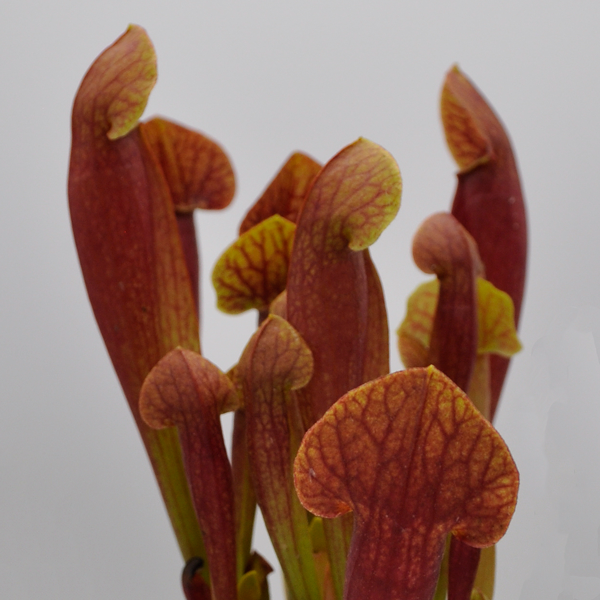 Sarracenia x Barba Green