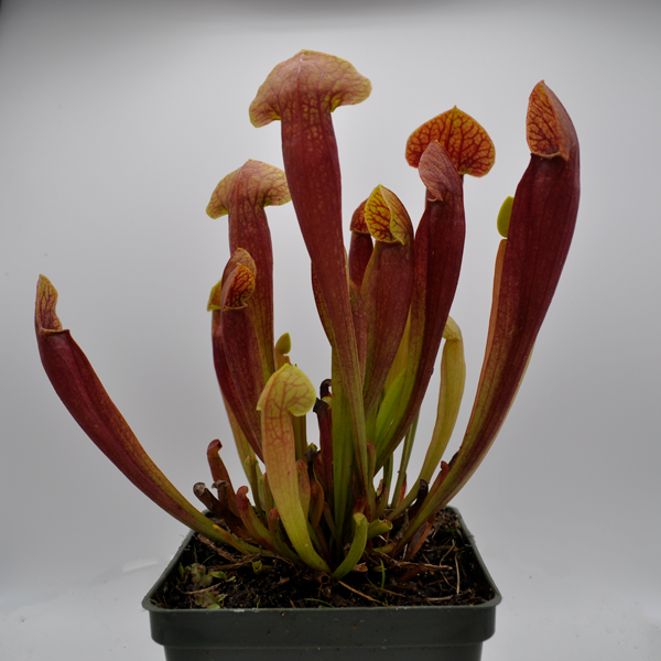 Sarracenia x Barba Green