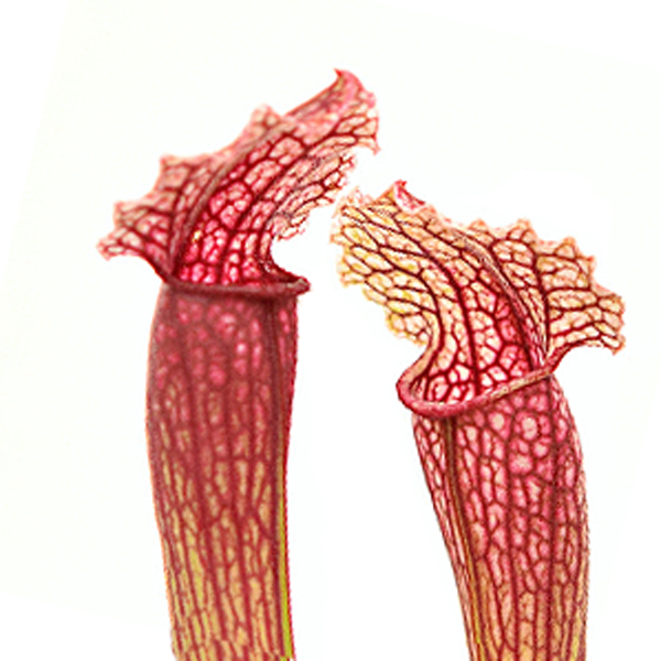 Sarracenia x Fiona | | Carnivorous Plant Nursery
