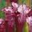 Sarracenia leucophylla - Hot Pink