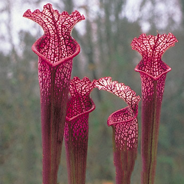 Sarracenia leucophylla Hot Pink from Botanique