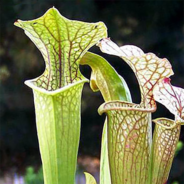 Sarracenia oreophila from Wikicommons