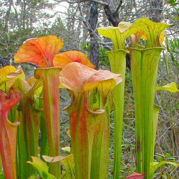 Sarracenia oreophila from Wikicommons