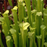 Sarracenia rubra gulfensis - All Green 