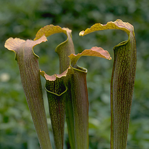 Sarracenia rubra wherryi x alabamensis wherryi