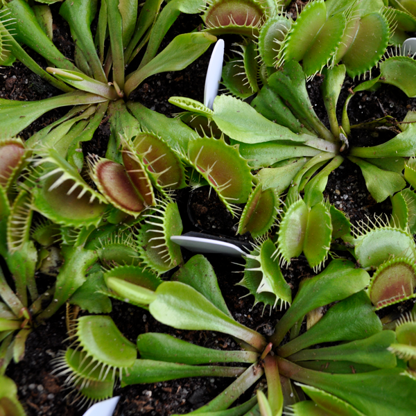 venus flytrap Flexx