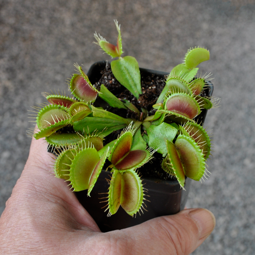 Venus Flytraps For Sale — Carnivorous Plant Nursery