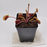 Venus Flytrap - Gold Strike medium size potted