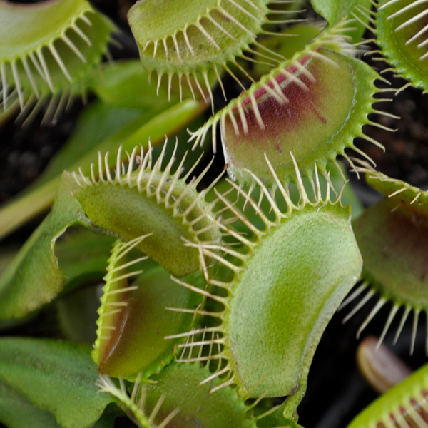 Venus flytrap Mammoth