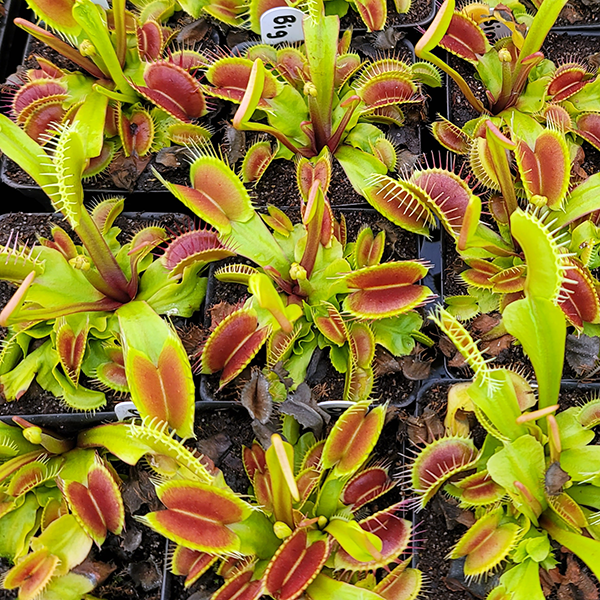Venus Flytrap - Big Mouth