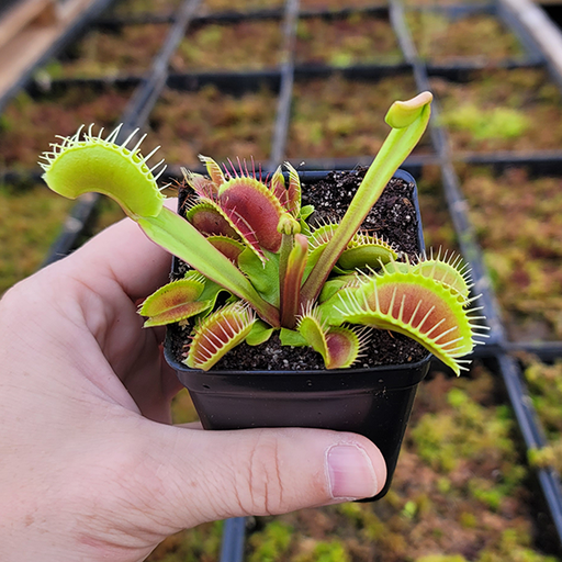 Venus Flytrap - Big Mouth