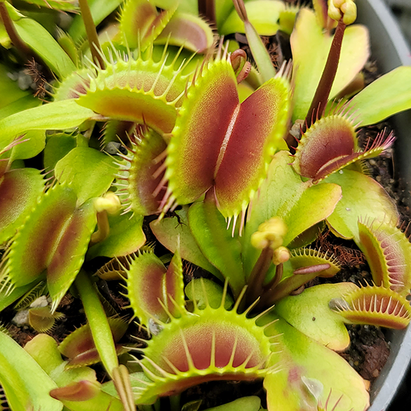 VFT Ginormous mature traps 2