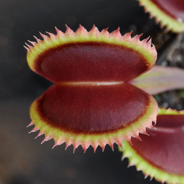 Venus Flytrap - Gold Strike