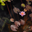 dwarf pink hardy waterlily flower