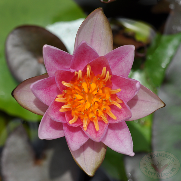 dwarf pink hardy waterlily flower