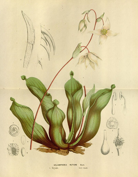 antique print Heliamphora.nutans.houtte