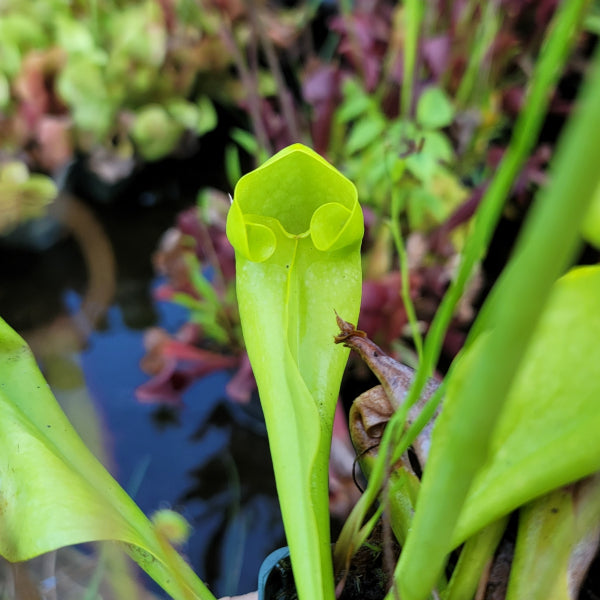 Sarracenia x courtii anthocyanin free Seeds