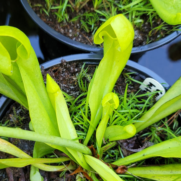 Sarracenia x courtii anthocyanin free Seeds