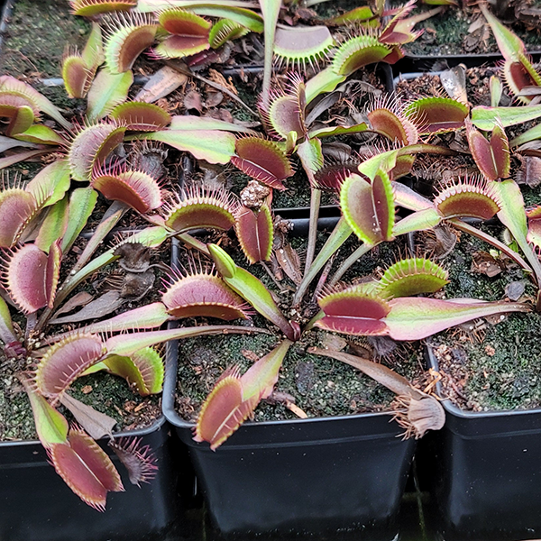 Red Dragon Venus Flytrap - Akai Ryu | Buy Carnivorous Plants