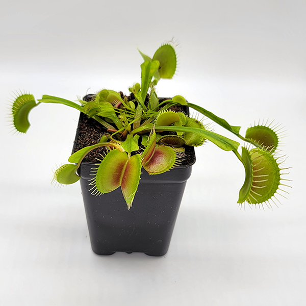 Venus Flytrap - Typical