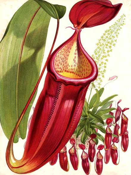 Nepenthes sanguinea, antique print, Paxton's Flower Garden