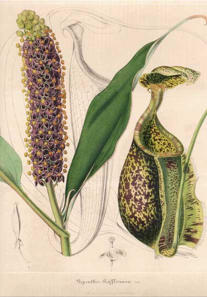 Nepenthes rafflesiana antique print