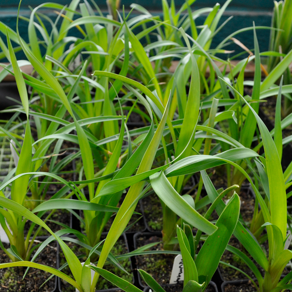 Brocchinia acuminata