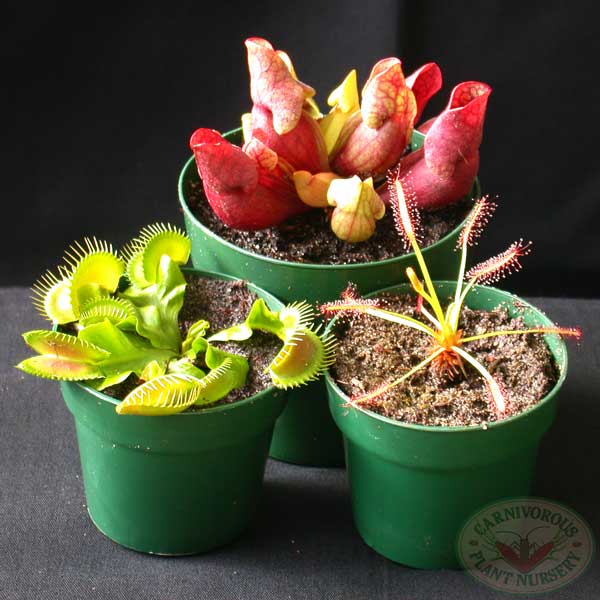 Carnivorous Plant Beginner's Set 1