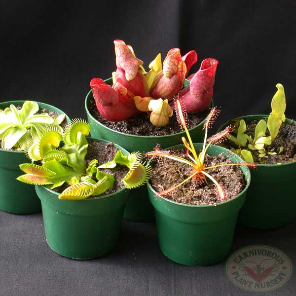 Bog Planter Set — Carnivorous Plant Bog Kit for Beginners