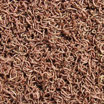 Freeze dried bloodworms